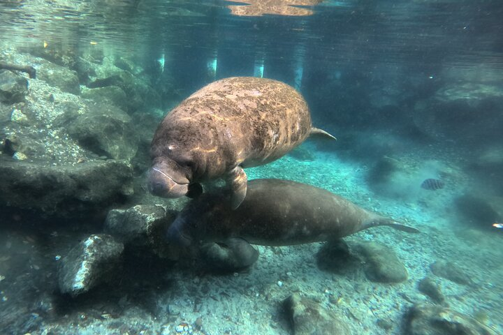 Semi Private Manatee Swim Tour - Photo 1 of 8